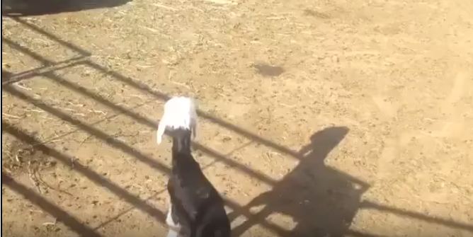 بالفيديو.. خروف نجدي صغير يطارد الخراف الكبيرة
