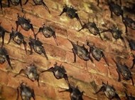 امرأة تعيش مع 1000 خفاش في منزلها