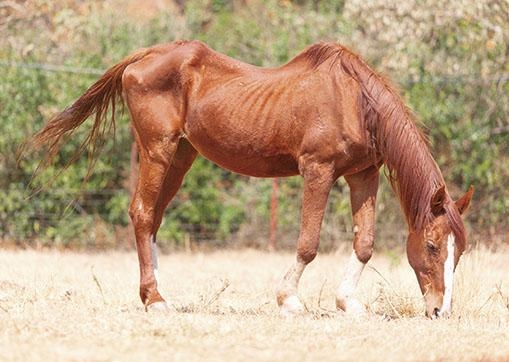 فقر الدم المعدي يحظر استيراد الخيول من فرنسا