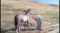 شاهد.. ماذا فعلت الخيل عندما رأت صاحبها يصلي؟