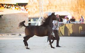 بدء التسجيل في بطولة القصيم لجمال الخيل العربية الأصيلة