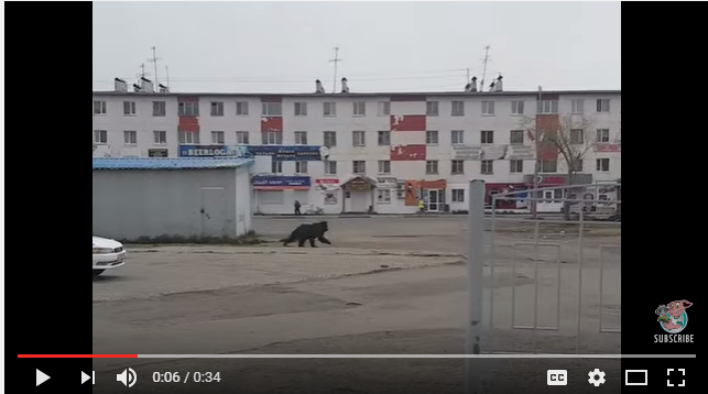 بالفيديو.. دب يثير الذعر في شوارع روسيا والشرطة تطلق النيران