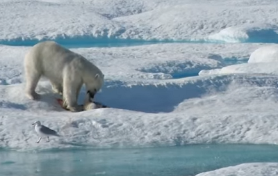 شاهد.. دب قطبي يأكل دبا صغيرا أمام أمه في القطب الشمالي