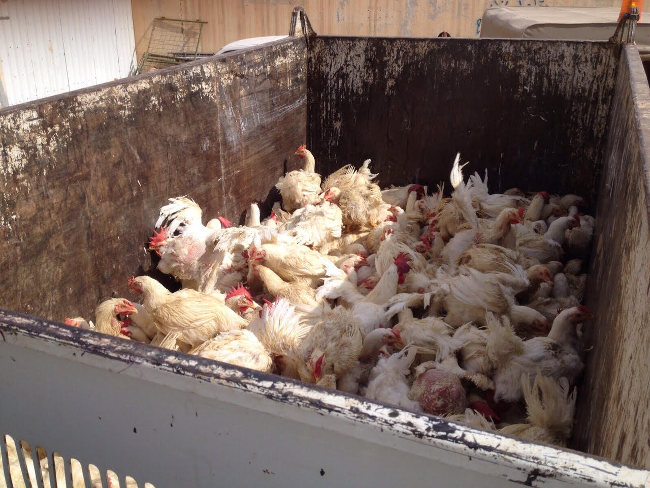 إغلاق 4 استراحات لتربية الدجاج وذبحها بطريقة غير صحية بـ #الرياض