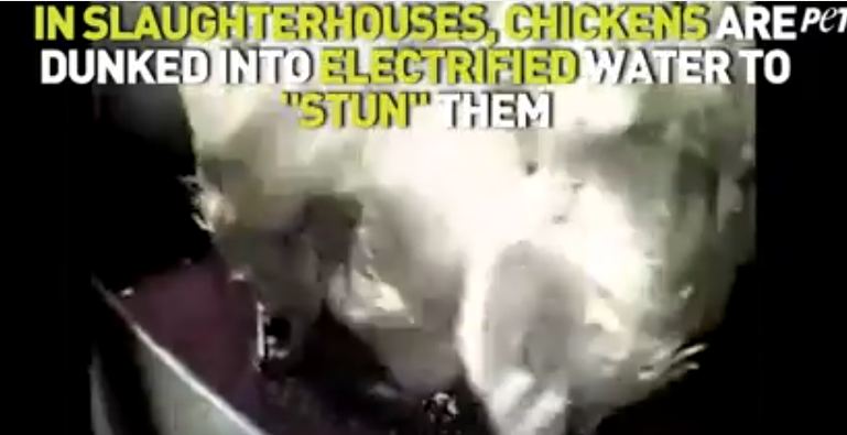فيديو مؤلم.. نتف ريش الدجاج قبل ذبحه في المسالخ الآلية
