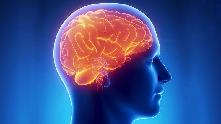 كيف يؤثر شكل المخ على شخصية الإنسان؟