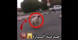 شاهد.. خروف حاول الهروب من سكين الجزار فقُتل دهساً