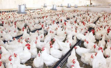 اليابان تعدم 80 ألف دجاجة بسبب تفشي إنفلونزا الطيور