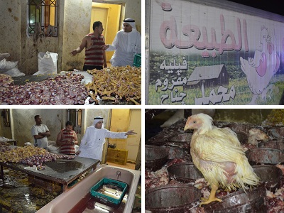 بالصور.. ضبط 5 آلاف دجاجة مذبوحة قبل بيعها في #جدة
