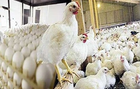نفاد الدجاج فى المتاجر الأمريكية بسبب أزمة كورونا