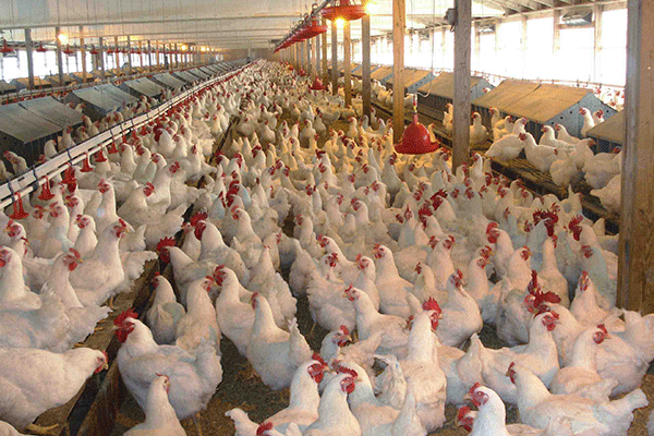 في اليابان.. إعدام 92 ألف دجاجة بسبب إنفلونزا الطيور