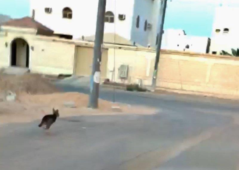 بالفيديو.. مطاردة ذئب شارد بشوارع سليمانية سكاكا