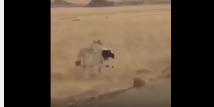 بالفيديو.. ذئب يطبق أنيابه على خروف وينجو من مطاردة سيارة