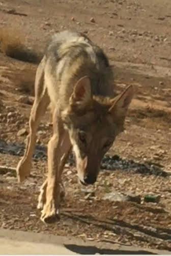 في #الرياض .. التخلص من 8 آلاف كلب والسيطرة على ذئب الفاخرية
