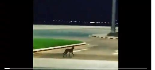 مطار بيشة ردًا على مقطع الذئب : أمر ملحوظ ومستمر