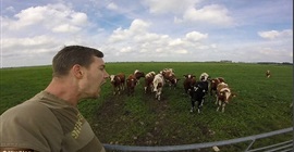 مزارع يجمع أبقاره بطريقة عجيبة
