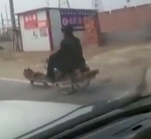 شاهد.. رجل يجبر كلبه على جر عربة تحمله