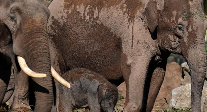 رصد أكبر قطيع من الفيلة الآسيوية بغابات كمبوديا