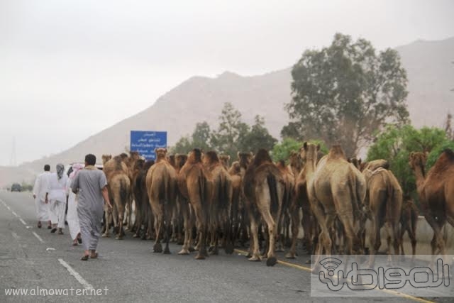 بالصور.. أصحاب إبل يهددون حياة السياح بالطائف وسط غياب للمرور