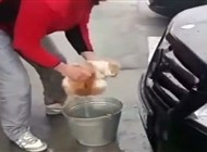 بالفيديو.. روسي يستخدم قطة لتنظيف سيارته