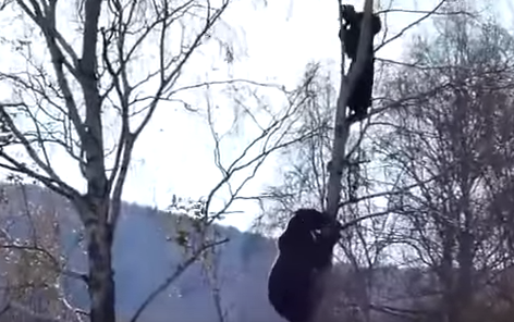 شاهد.. روسي يتسلق شجرة هرباً من دب.. وجاره يكتفي بالتصوير