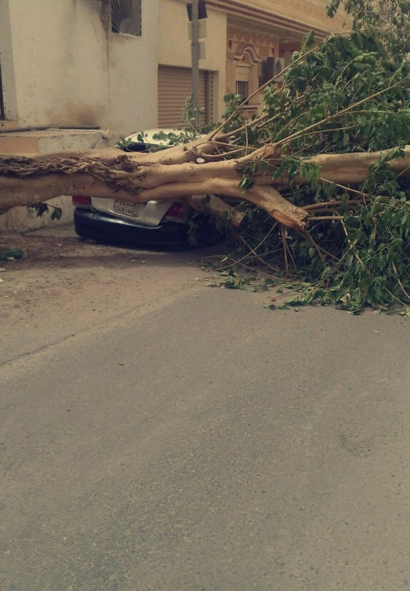 بالصور.. الرياح العاتية تقتلع الأشجار في جدة