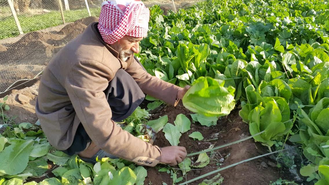 زراعة الورقيات بوادي الدواسر.. جمال في الحقول وفوائد صحية على المائدة 