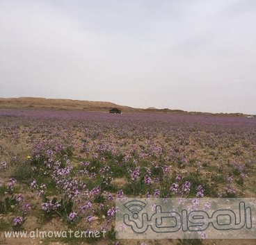 شاهد.. فياض جواء #القصيم تتزين بالزهور