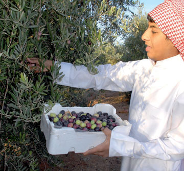 مهرجان زيتون الجوف يعلن عن مسابقة عبارته التّرويجيّة