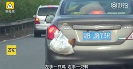 شاهد.. سائق ينقل بطة ودجاجة بطريقة غريبة