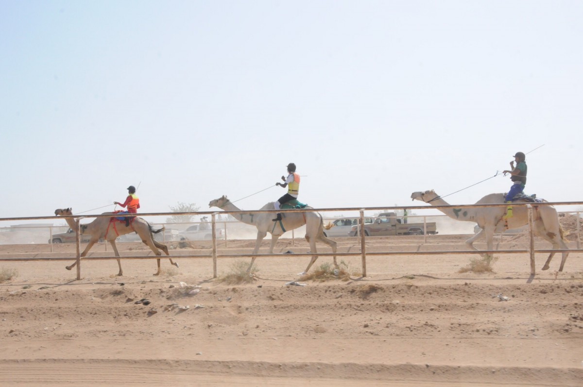 بدء التسجيل في سباقات الهجن غدًا