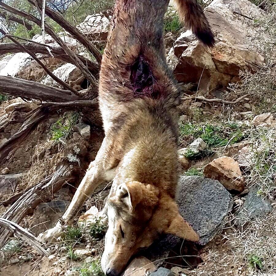 بالصور.. “ستيني” يقتل ذئباً مفترساً بدائر #جازان