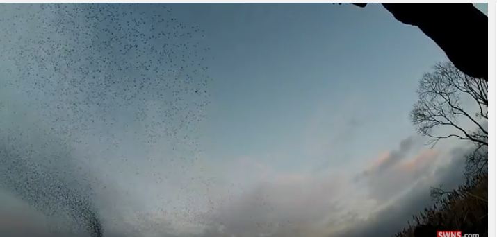 بالفيديو.. أكثر من 10 آلاف طائر زرزور تملأ السماء
