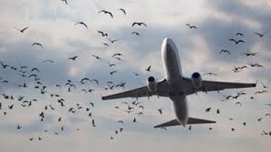 طائرة جزائرية قادمة للمملكة تضطر للعودة بعد اصطدامها بسرب طيور