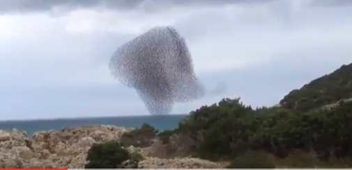 فيديو مدهش.. سرب من الطيور يُحلِّق في نمط مذهل فوق البحر