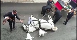 سقوط حصان يحمل عروسين لحفل زفافهما