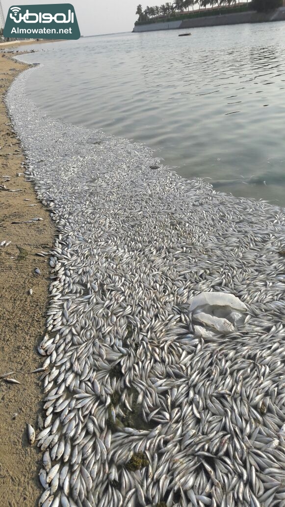 أمانة جدة: نفوق أسماك بحيرة النورس بسبب نقص الأكسجين!