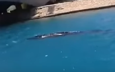 بالفيديو.. سمكة قرش ضخمة تتجول في شواطئ شرم الشيخ