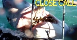 بالفيديو.. سمكة قرش عملاقة تهاجم سياحاً وتسبب لهم الرعب
