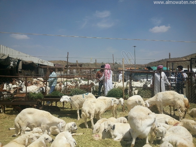 بالصور.. سوق المواشي بأبها: غلاء وتنوع وانتشار العمالة الوافدة