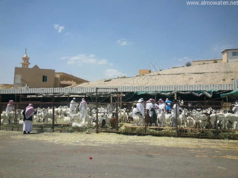 سوق-المواشي-أبها (7)