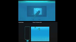 شاهد.. دلافين تتفاعل مع شاشة إلكترونية تحت الماء