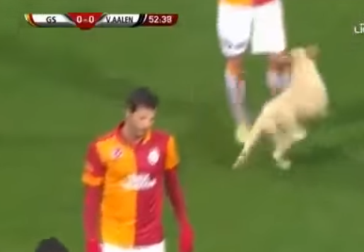 شاهد.. كلاب تقتحم مباراة كرة قدم في الدوري التركي