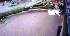 فيديو.. أم ورضيعها ينجوان بأعجوبة من سقوط شجرة ضخمة