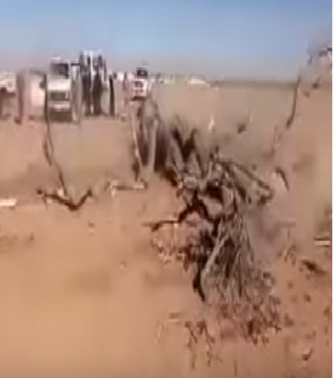 بالفيديو.. شاب يقتلع شجرة معمرة بمساعدة أقرانه