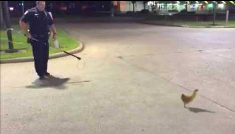 فيديو طريف .. شرطة تكساس تطارد دجاجة في فريبورت