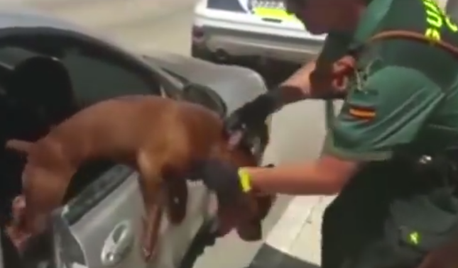 شاهد.. شرطي يحطم نافذة سيارة لإنقاذ كلب محتجز داخله