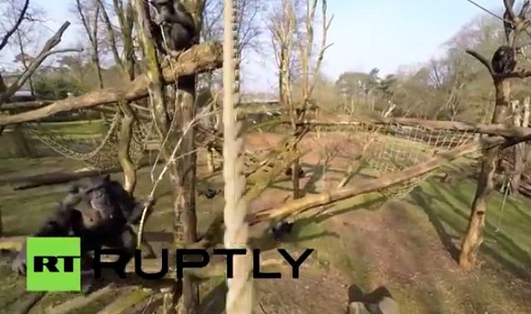 شمبانزي يسقط طائرة بدون طيار في هولندا!