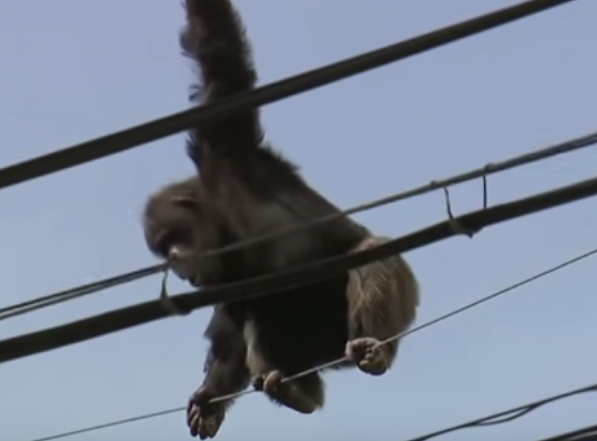 بالفيديو.. شمبانزي يهرب من حديقة الحيوان ويعلق بأسلاك الكهرباء