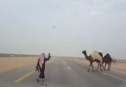 بالفيديو.. صاحب إبل يقطع الطريق بـ”الرشاش” لعبور ماشيته